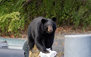 黑熊闯入美国佛州民宅 偷走门廊的外卖
