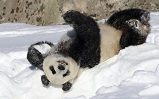 周晓辉：17只大熊猫回国与“拥抱熊猫派”失势