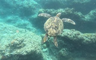 組圖：小琉球遇見綠蠵龜 珊瑚礁岩的瑰麗之島