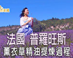 【飛向歐洲】法國普羅旺斯–薰衣草精油提煉
