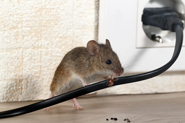 为何老鼠在冬天搬去你家？ 应该如何预防？