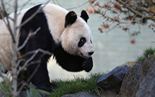 大熊貓即將回中國 英國媒體質疑是否值得