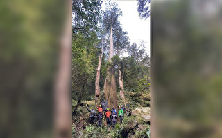 发现迄今纪录最高台湾杉巨木 高84.1公尺