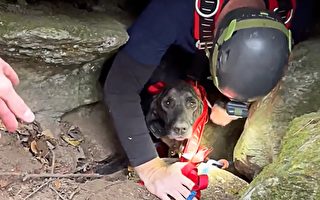 救援人員搜救被困洞中的狗 偶遇兩百磅大熊