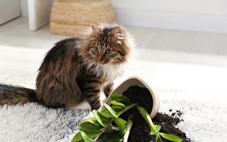 簡單幾招 讓家裡的貓咪與室內植物和平共處