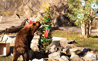 组图：熊山州立公园里 棕熊过圣诞派对