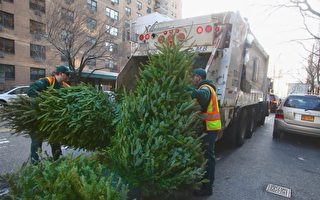 紐約市清潔局與公園局提供回收聖誕樹服務