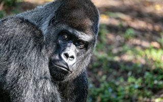 多倫多動物園回收舊手機 助拯救大猩猩