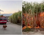 習考察的甘蔗地遭民焚燒 視頻流傳 官方禁拍照