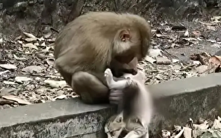 昆明动物园猴群虐猫引公愤 园方将猫移出猴山