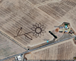国庆日献礼：南澳一农民创作50公顷澳洲图案