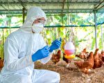 中國患者同時感染流感和禽流感死亡 世衛調查