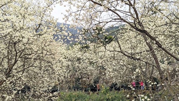 台湾草岭石壁樱花季 青山坪咖啡农场赏樱之美