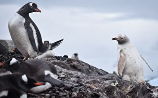 概率仅两万分之一 罕见白色企鹅现踪南极