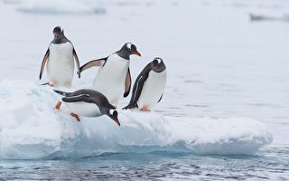 南極大陸首現高致病性禽流感 企鵝種群受威脅