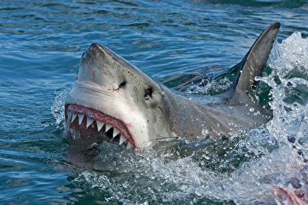 2023年鲨鱼袭击事件增加 新泽西15岁女孩被咬伤