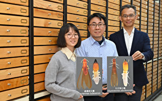 台湾白蚁家族添成员 中兴大学团队发现2新种