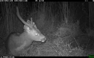自动相机监测 嘉南地区野生动物生态丰富