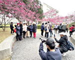 元智攝影社舉辦櫻花人像攝影 民眾熱情參與