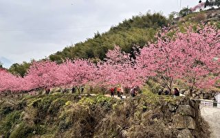 石壁美人谷瞬間成粉紅仙境 滿山滿谷櫻花盛開9成