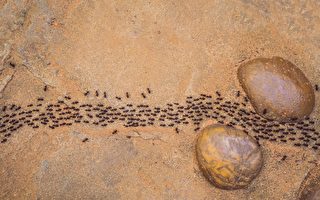 澳洲袋鼠島螞蟻會集體「裝死」以躲避危險