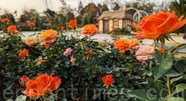 组图：台湾最大法式玫瑰庄园 花开得壮观美丽