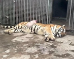 山西動物園小豬趴老虎肚上睡覺 引圍觀熱議