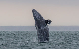 消失逾两百年的灰鲸再现大西洋 科学家惊喜