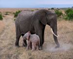 萬分之一概率 罕見粉色小象現蹤南非公園