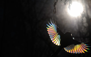 晨光下 藍山雀的翅膀閃耀著精美絕倫的色彩