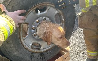 小狗頭部卡在輪胎中 幸獲消防隊員搭救