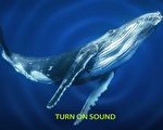 深海中鯨魚的神祕歌聲 科學家探祕