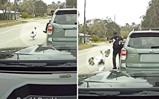 搞笑視頻：一隻火雞攻擊了正在執勤的交警