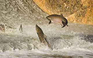 加州再取消鲑鱼捕捞季 渔业者：祸在政策
