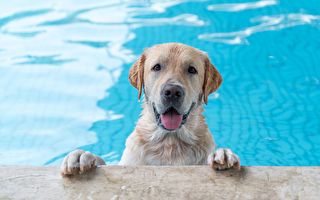 搞笑视频：喜欢玩水的狗狗拒绝离开泳池