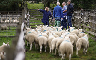 英国农民祭出体香喷雾 绵羊不再打架
