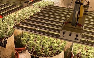 自创大麻矮化种植法增产40倍 检警逮6嫌起诉