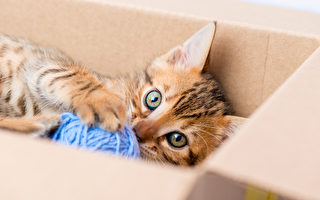 美国小猫躲纸箱 被主人意外寄到千里之外
