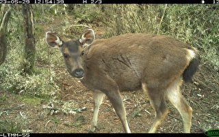 野生動物監測8年資料揭密 水鹿族群擴及低海拔