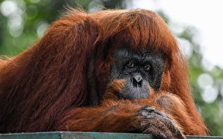 罕见 印尼红毛猩猩懂得用草药治愈伤口