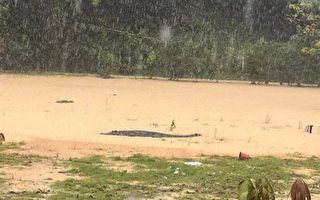 受暴雨影響 中山一養殖場外牆垮塌 鱷魚出逃