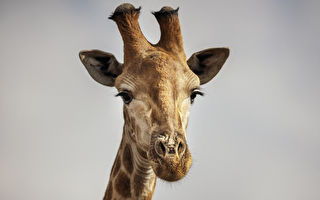南非导游拍到长颈鹿生产 见证温馨的时刻