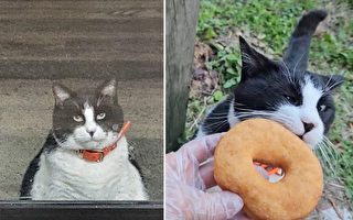 胖猫每天清晨第一个造访甜甜圈店 视频疯传