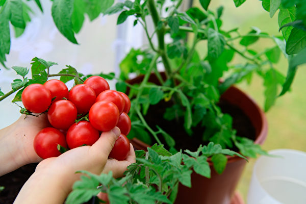 专家分享施肥秘方 可让番茄果实长得更好