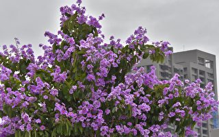 紫色浪潮来袭  “爆炸树”大花紫薇大绽放