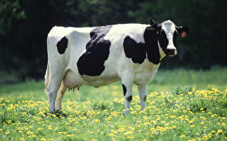 牛群爆發H5N1 病毒感染 新澤西州官員發警告