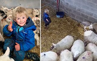 3岁牧童看到一对新生羊羔后 举动走红网络