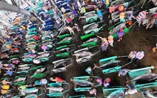 黑鮪魚豐收價跌 東港區漁會啟動保價機制