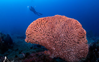 摄影家心目中最美的珊瑚 在印尼