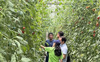產學合作 台塑協助農民解決小番茄授粉率降低的問題